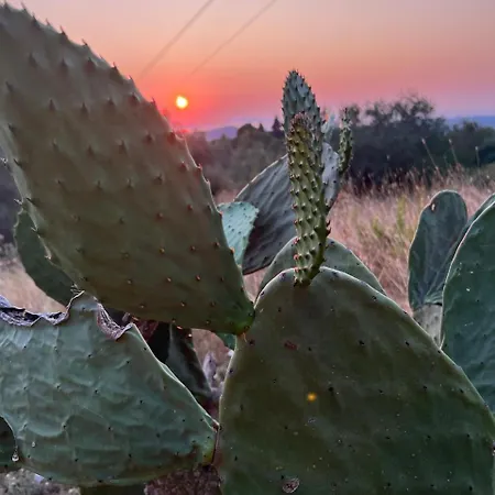 Dream House Tatil Evi *