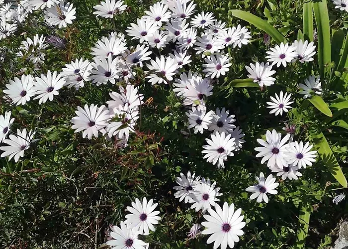 Dream House Ferienhaus *